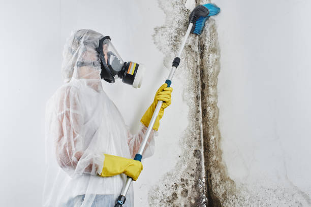 Mold Removal Process in Roslyn, NY