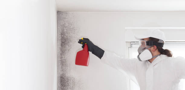 Best Mold Remediation  in Roslyn, NY