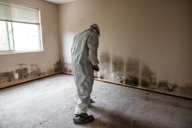 Home Mold Removal in Roslyn, NY