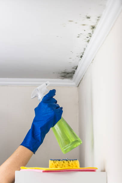 Best Office Mold Removal Services  in Roslyn, NY